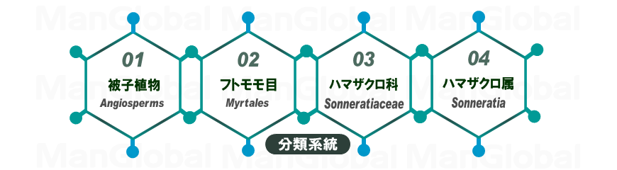 系統分類図