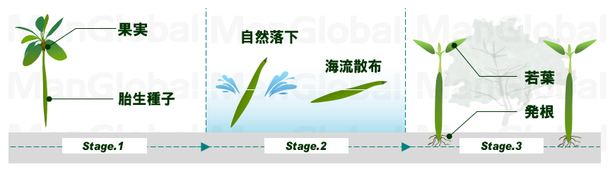 メヒルギの成長過程図