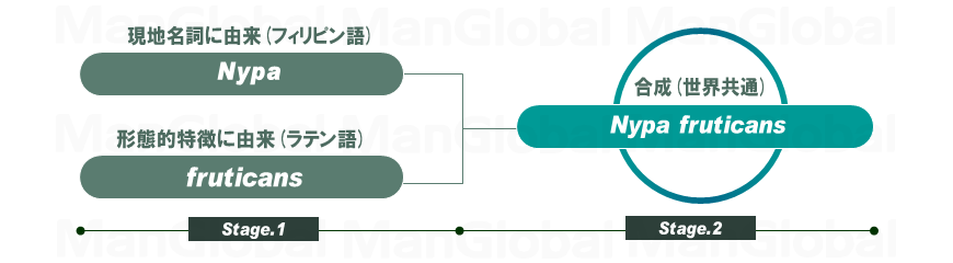 学名の構成図