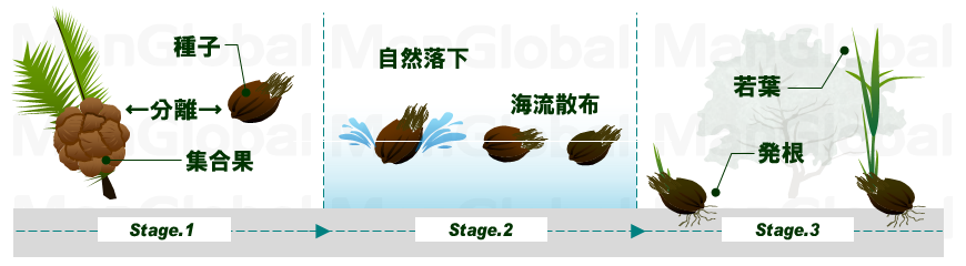 ニッパヤシの成長過程図