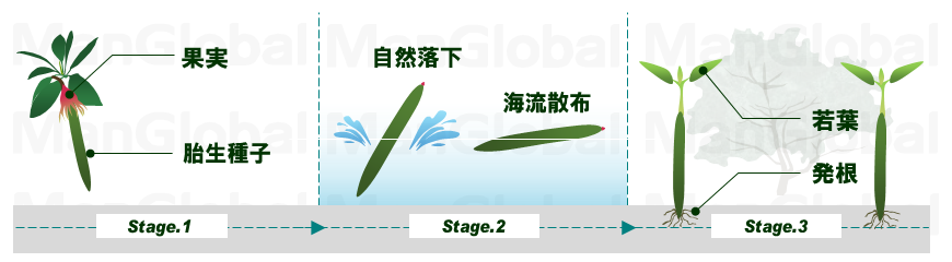 オヒルギの成長過程図