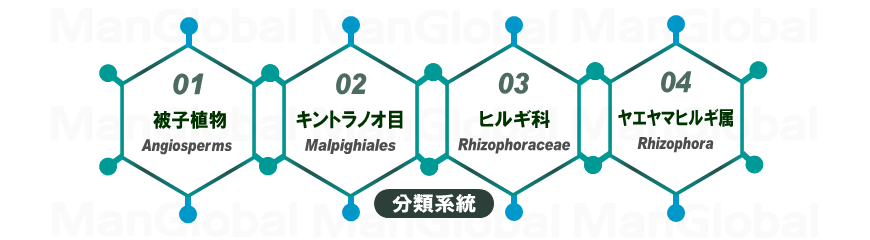 系統分類図